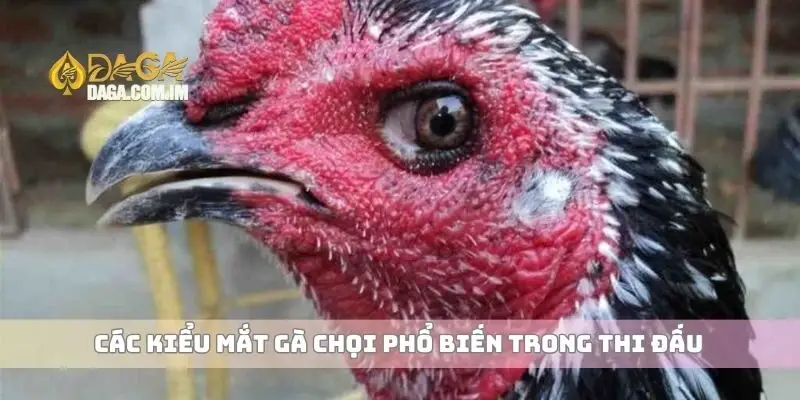 Các kiểu mắt gà chọi phổ biến trong thi đấu