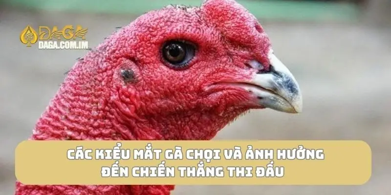 Các kiểu mắt gà chọi