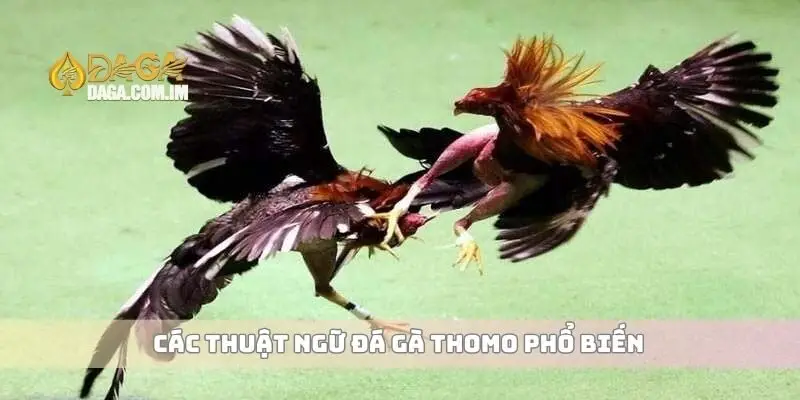 Các thuật ngữ đá gà Thomo phổ biến
