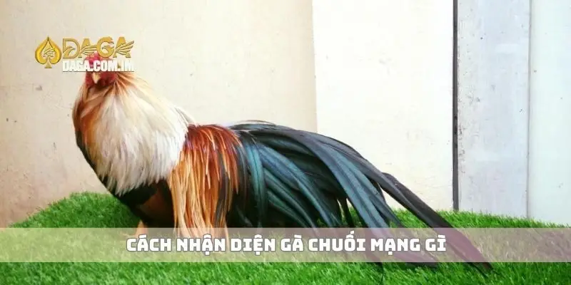 Gà chuối mạng gì và cách nhận diện đặc điểm chính xác nhất 3 Cách nhận diện gà chuối mạng gì