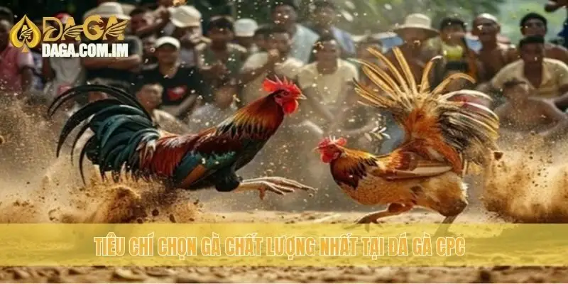 Tiêu chí chọn gà chất lượng nhất tại đá gà CPC