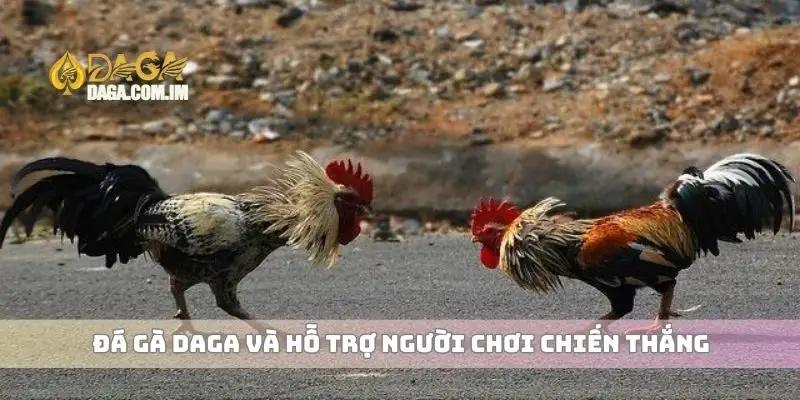 Đá gà Daga và hỗ trợ người chơi chiến thắng