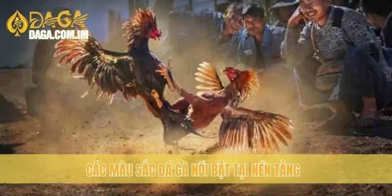 Đá Gà Màu Gì? Khám Phá Các Loại Gà Đá Từ Daga Uy Tín 2 Các màu sắc đá gà nổi bật tại nền tảng