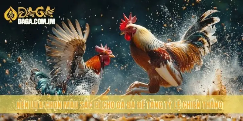 Đá Gà Màu Gì? Khám Phá Các Loại Gà Đá Từ Daga Uy Tín 3 Nên lựa chọn màu sắc gì cho gà đá để tăng tỷ lệ chiến thắng