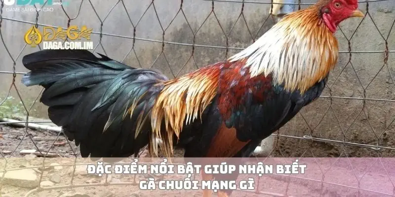 Gà chuối mạng gì và cách nhận diện đặc điểm chính xác nhất 2 Đặc điểm nổi bật giúp nhận biết gà chuối mạng gì