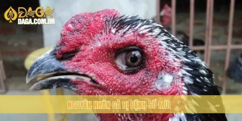 Gà bị sổ mũi khò khè: cách chữa trị tốt nhất từ Daga 1 Nguyên nhân gà bị bệnh sổ mũi