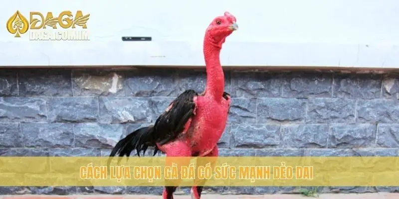 Gà chạy kiệu: Cách lựa chọn gà đá sức mạnh dẻo dai từ Daga 2 Cách lựa chọn gà đá có sức mạnh dẻo dai