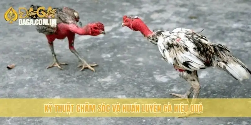 Gà chạy kiệu: Cách lựa chọn gà đá sức mạnh dẻo dai từ Daga 3 Kỹ thuật chăm sóc và huấn luyện gà hiệu quả