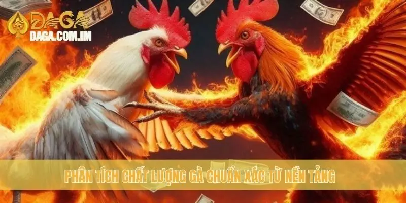 Phân tích chất lượng gà chuẩn xác từ nền tảng