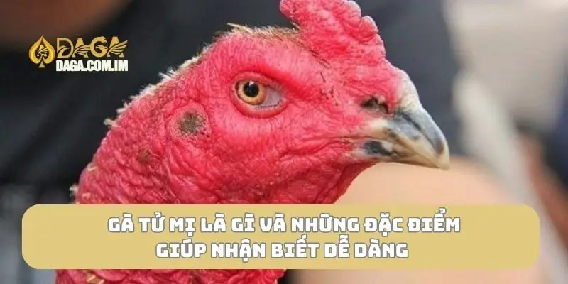 Gà tử mị