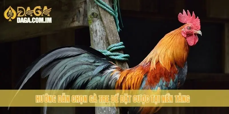Hướng dẫn chọn gà Tre để đặt cược tại nền tảng