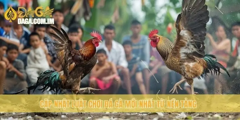 Cập nhật luật chơi đá gà mới nhất từ nền tảng