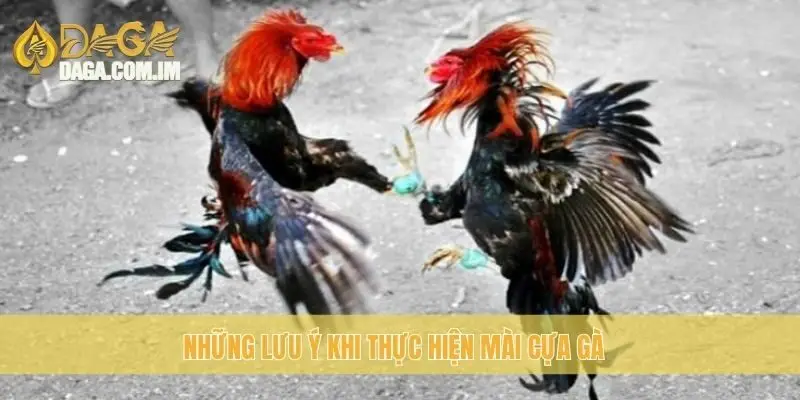 Những lưu ý khi thực hiện mài cựa gà