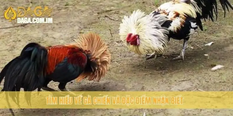 Tìm hiểu về gà chiến và đặc điểm nhận biết