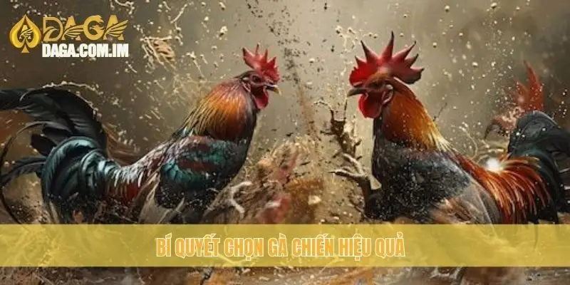Bí quyết chọn gà chiến hiệu quả