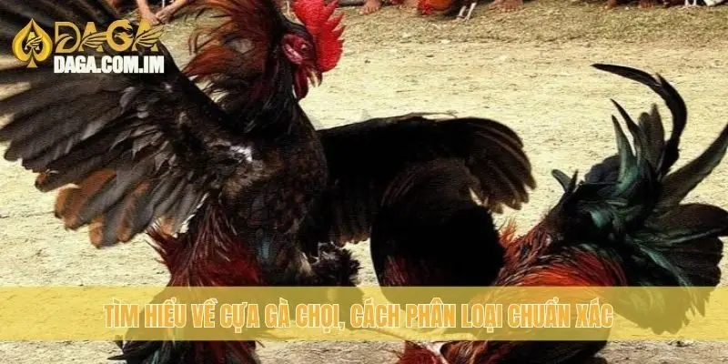 Phân loại cựa gà chọi: các loại cựa gà chọi cùng Daga 1 Tìm hiểu về cựa gà chọi, cách phân loại chuẩn xác