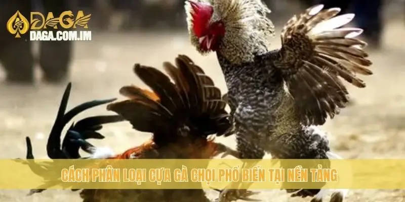 Phân loại cựa gà chọi: các loại cựa gà chọi cùng Daga 2 Cách phân loại cựa gà chọi phổ biến tại nền tảng