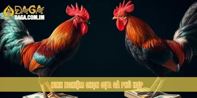 Phân loại cựa gà chọi: các loại cựa gà chọi cùng Daga 3 Kinh nghiệm chọn cựa gà phù hợp