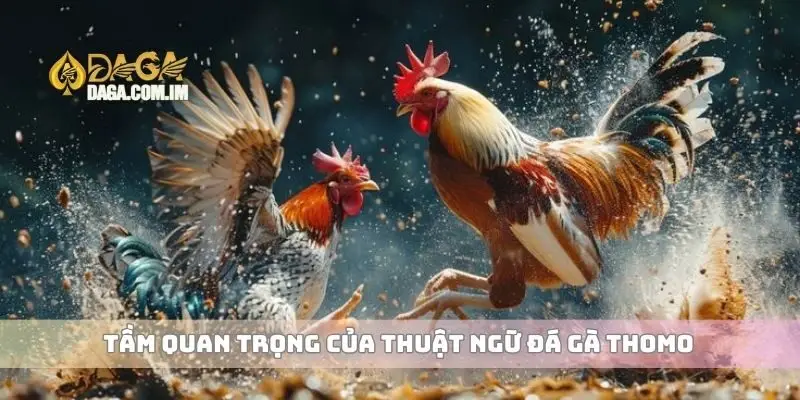 Tầm quan trọng của thuật ngữ đá gà Thomo