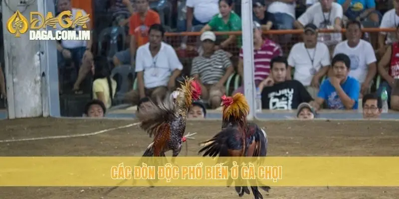 Các đòn độc phổ biến ở gà chọi