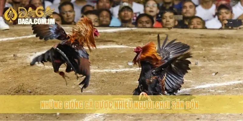 Top Giống Gà Đá Cựa Sắt Hay: Chọn Gà Đỉnh Cao Cùng Daga 2 Những giống gà được nhiều người chơi săn đón