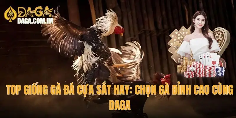 top giống gà đá cựa sắt hay