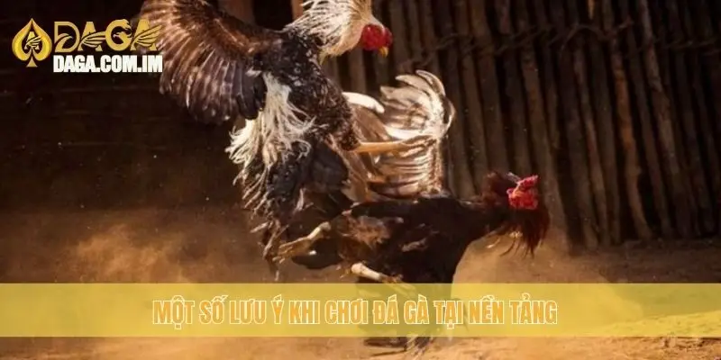 Trường Gà Thomo: Địa Chỉ Đá Gà Chất Lượng Cùng Daga 3 Một số lưu ý khi chơi đá gà tại nền tảng