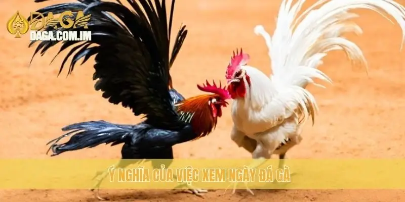 Xem Ngày Đá Gà: Lựa Chọn Ngày Tốt Cho Gà Chiến Cùng Daga 1 Ý nghĩa của việc xem ngày đá gà