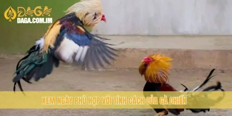 Xem Ngày Đá Gà: Lựa Chọn Ngày Tốt Cho Gà Chiến Cùng Daga 3 Xem ngày phù hợp với tính cách của gà chiến
